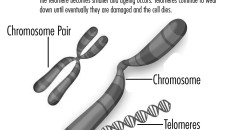 CHROMOSOME
