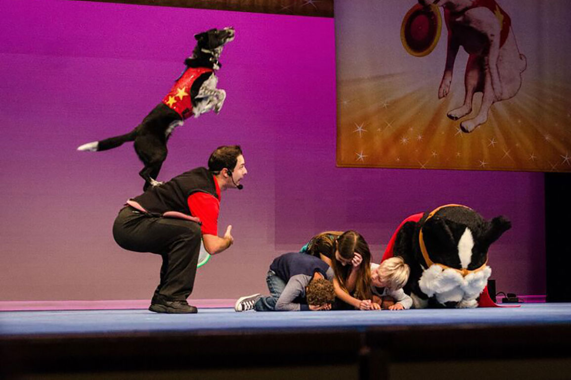 “CELEBRITY” RESCUE DOGS SHOW TALENTS