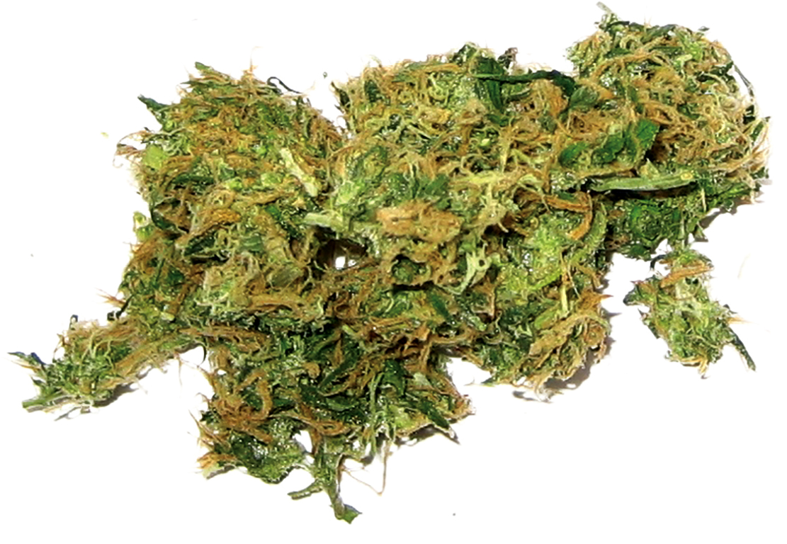 Marijuana still not allowed on campus