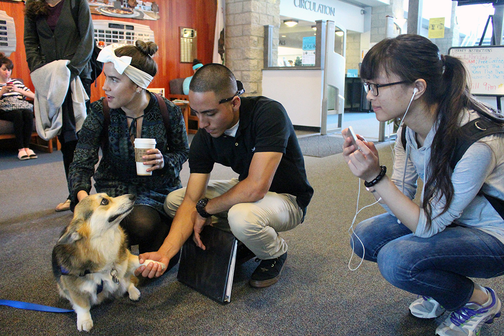Therapy dogs and tutoring: Preparing for finals week