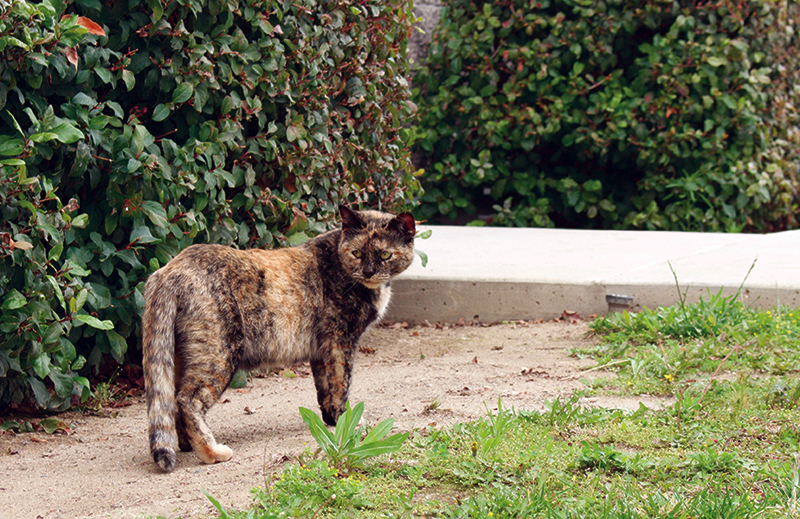 Warning announced concerning stray cats