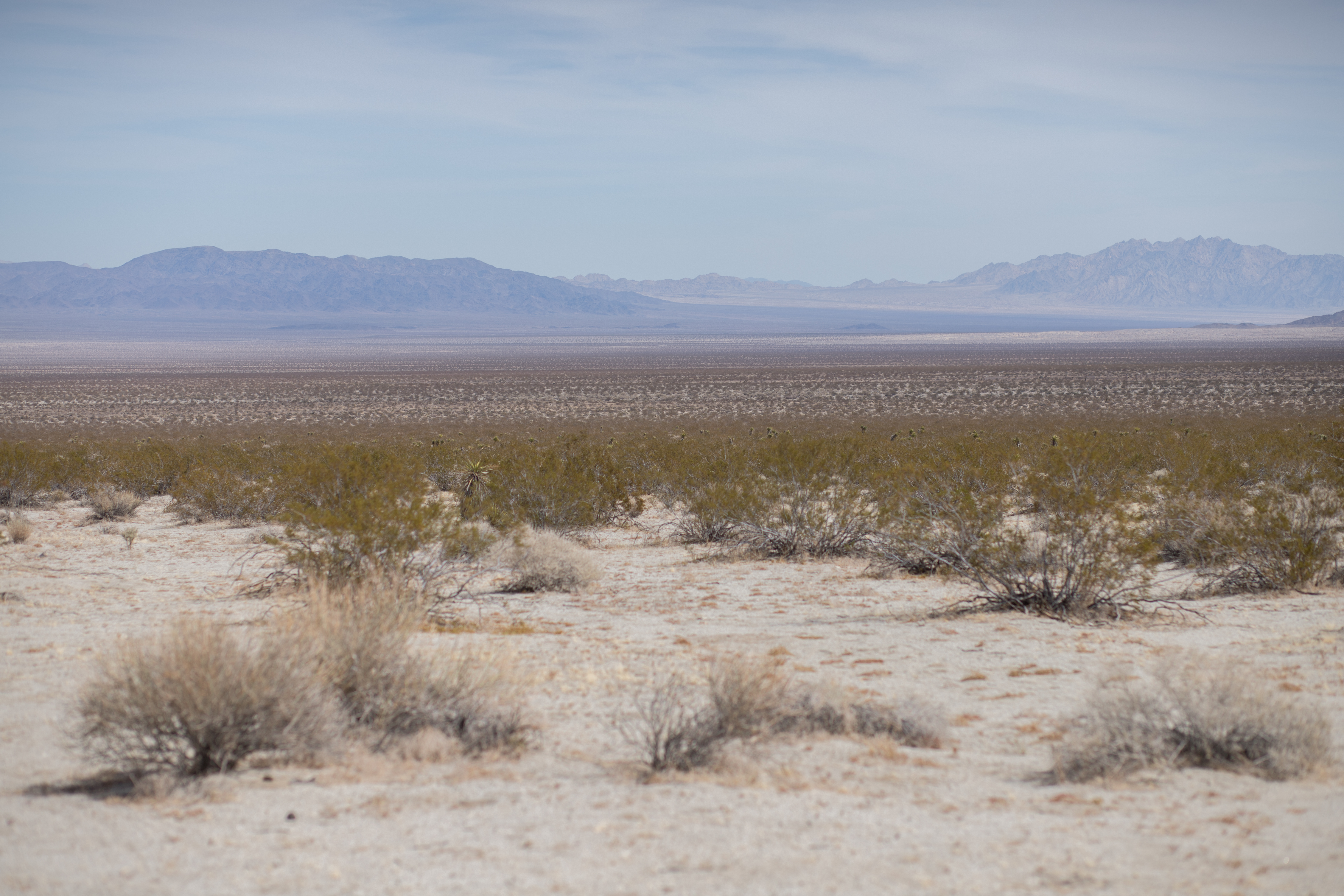 Take a trip to Joshua Tree during your spring break