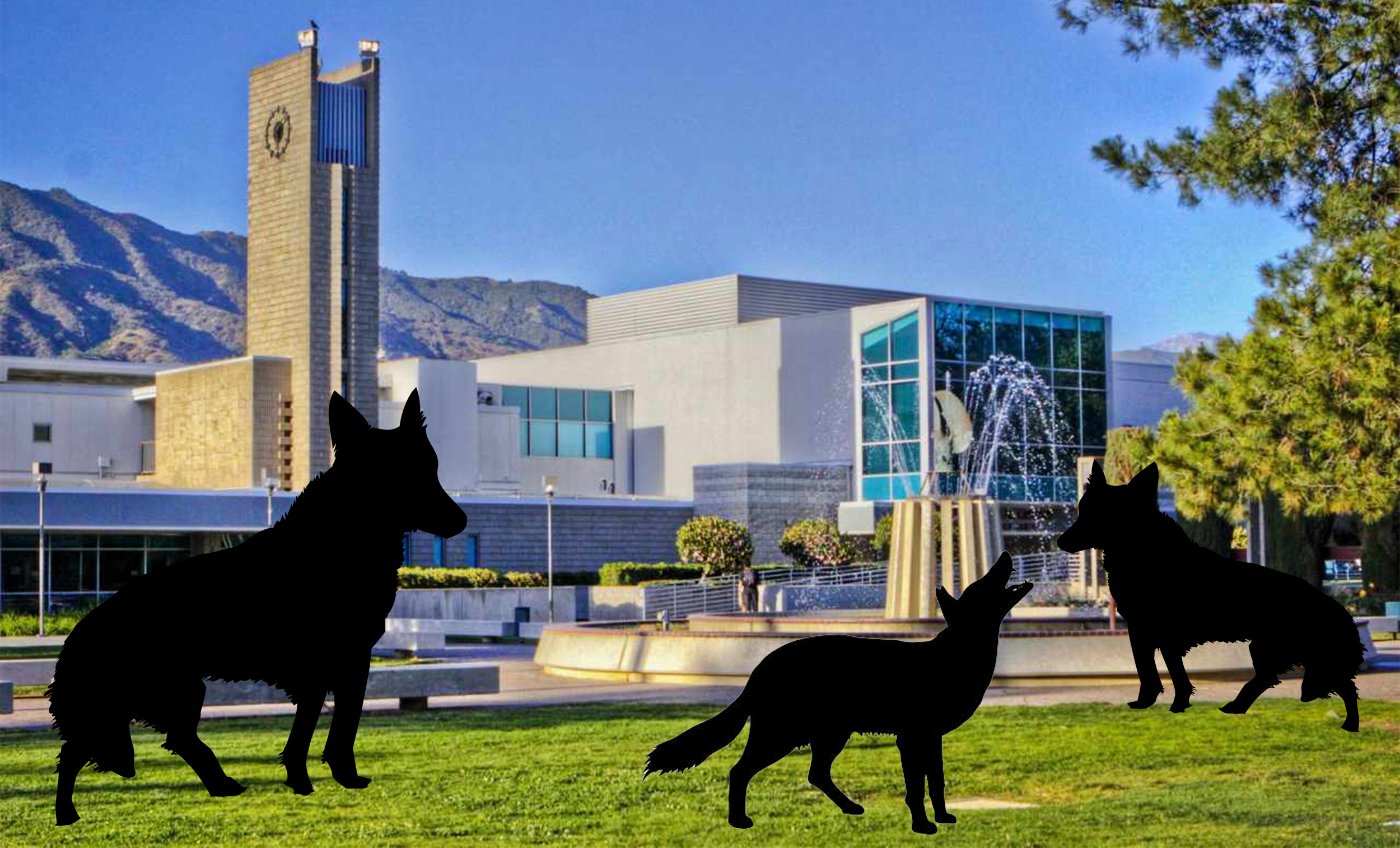 Coyotes found roaming around campus