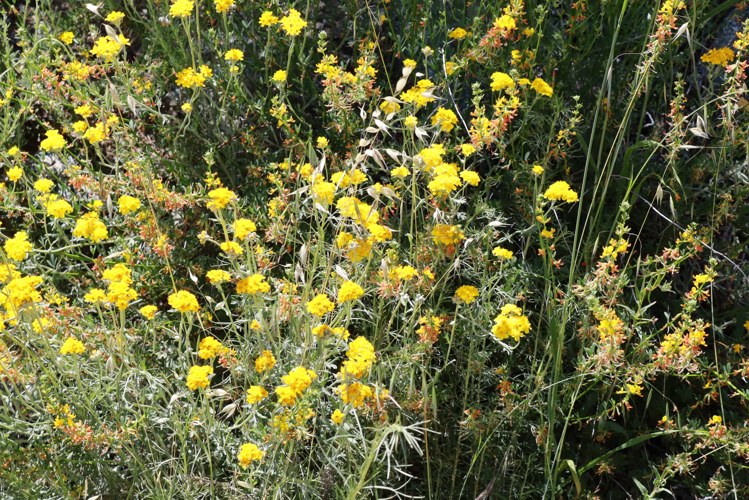 5 must-see locations to see this year’s Superbloom