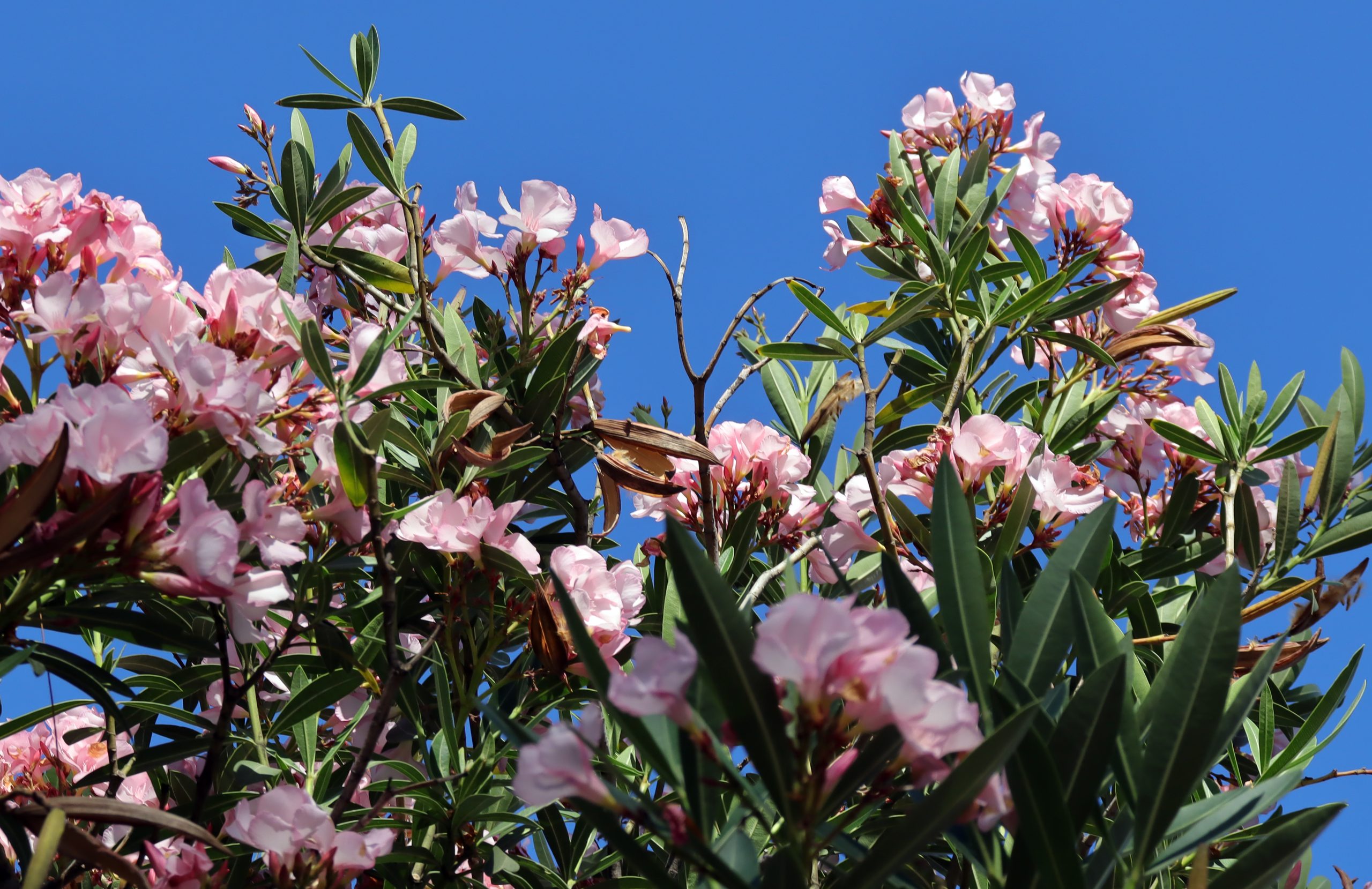 Rotating Flower Tree Flower_Tree