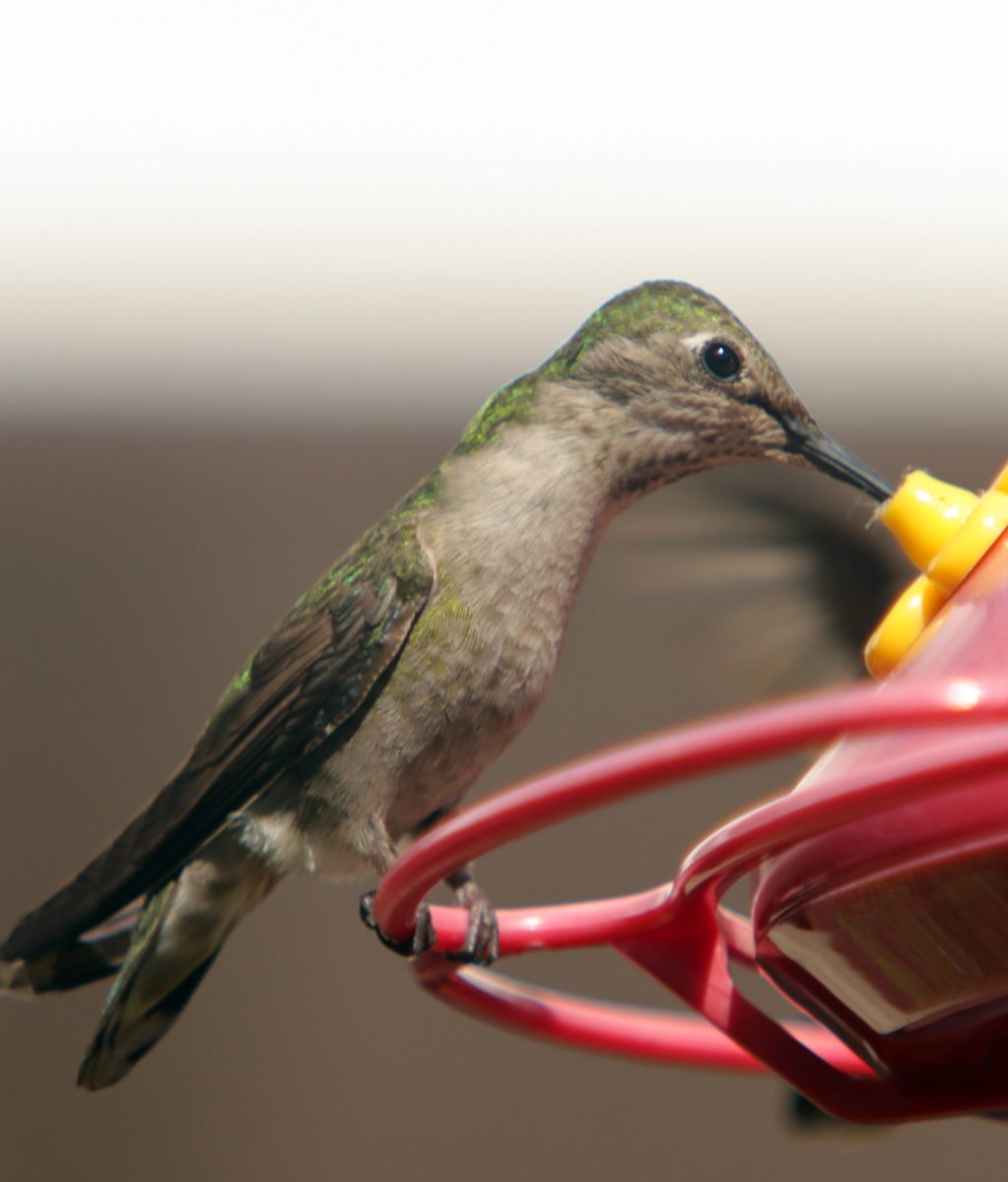 Small bird